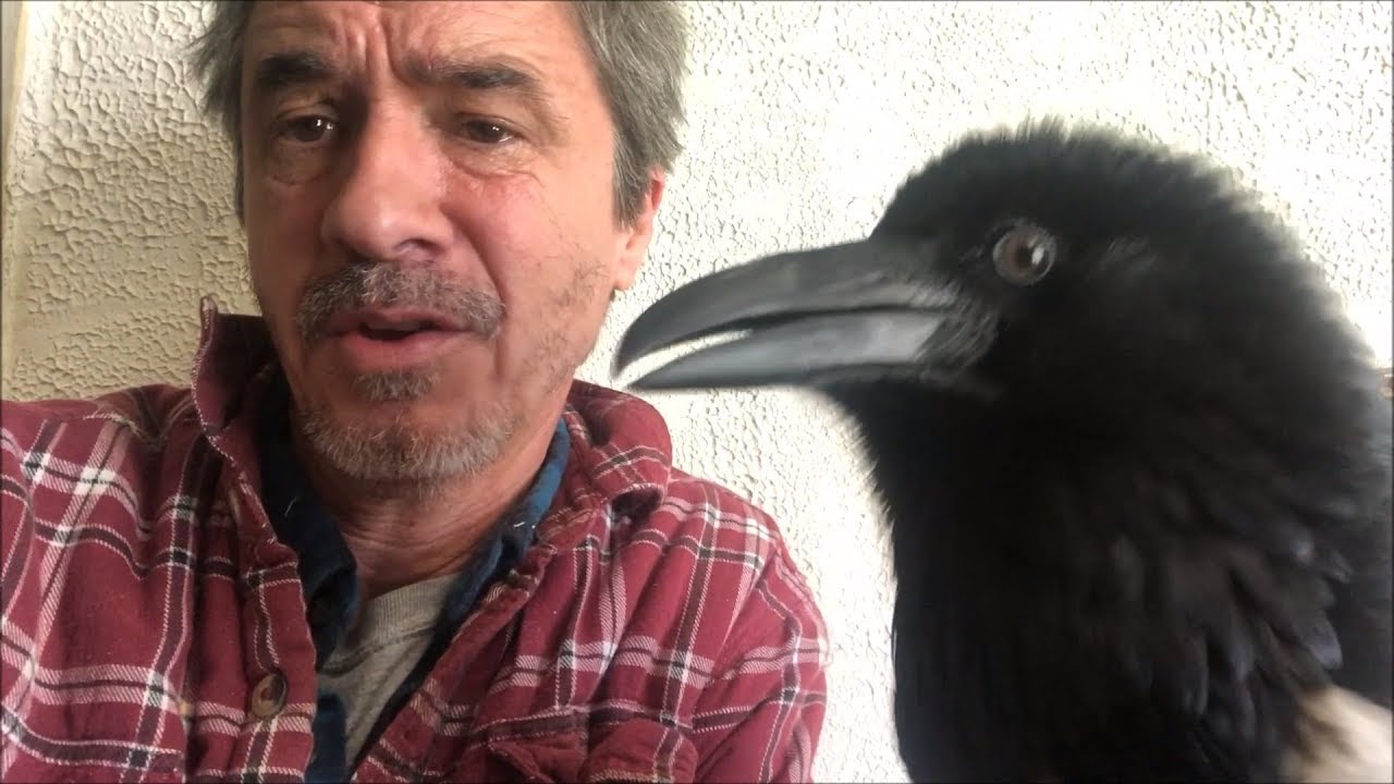 Pet Raven being a jerk - YouTube
