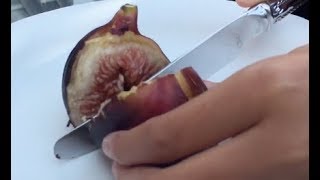 Trying To Find A Wasp Or Mosquito In A Fig