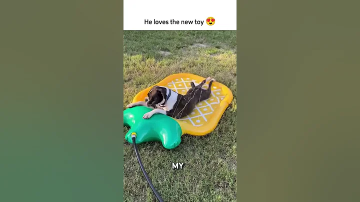 Video 10656191: cat funnycat dog, cat vs dog funny, cute pet fails, pet lover, little cat funny, laugh pets