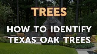 The list of 10+ Different types of oak trees in texas