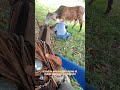El Desafío del Vaquero: Dominando la Bravura en la Ganadería Diaria #caballos