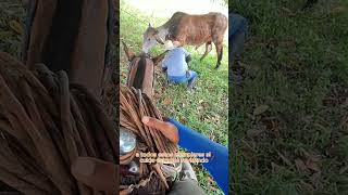 El Desafío del Vaquero: Dominando la Bravura en la Ganadería Diaria #caballos