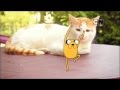 Cartoon Network Asia Pacfic Adventure Time Dancing Jake Cats