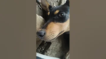Amor Mutuo Dog Perro Mascotas Perritos Viral 
