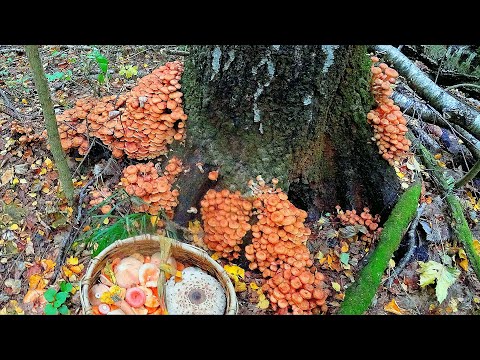 ЭТО НЕЧТО! СУПЕР-КУЧИ ОПЯТ и РЫЖИКОВ в сентябре 2021! РЮКЗАК ГРИБОВ С ОДНОГО ДЕРЕВА! ОПЯТА ПРУТ!!!