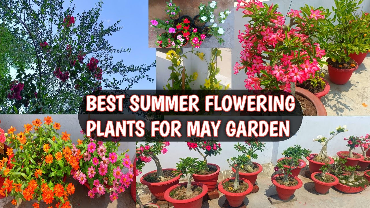 BEST SUMMER FLOWERING PLANTS FOR MAY GARDEN 🏡😍 BEAUTIFUL SUMMER