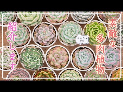 多肉植物】第二弾！続いてこちら！販売苗をご紹介します - YouTube