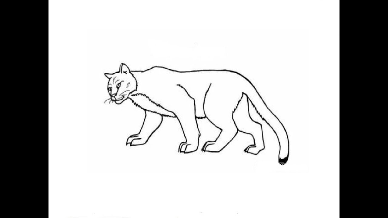 How to Draw a Puma / Как нарисовать пуму - YouTube