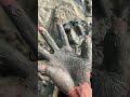 How to make donuts diffrently - foodiebeatstiktok trend - fun for kids - short video