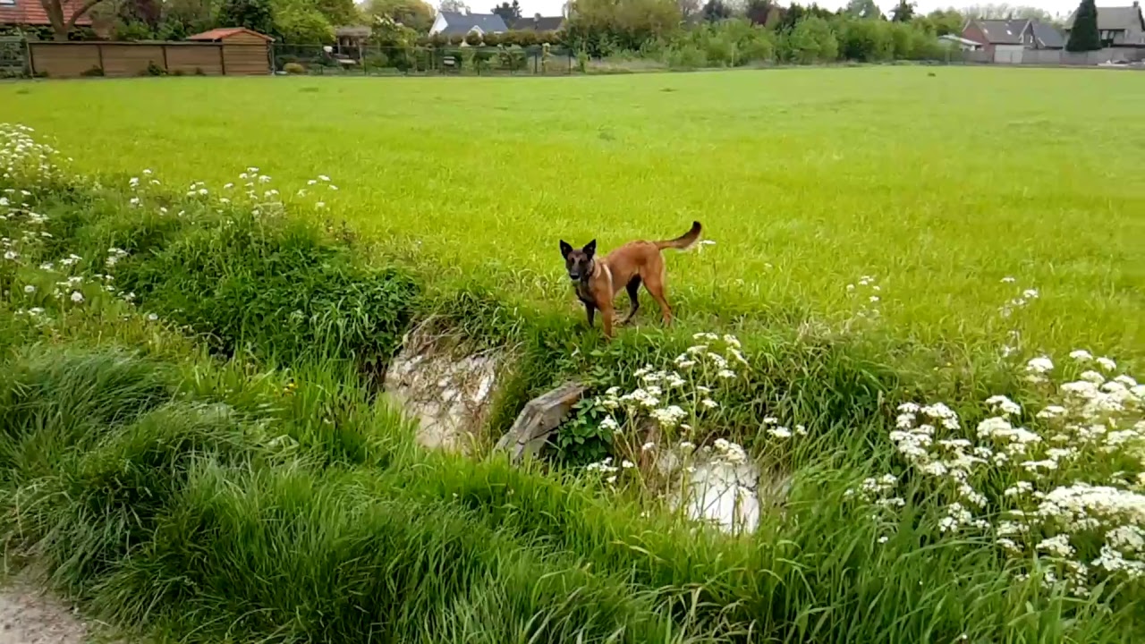 uava Rebel the malinois and me