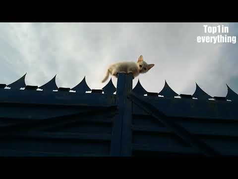 cats-meowing-|-cute-kitty-and-cat-meowing---compilation-|-cute-kitten-videos