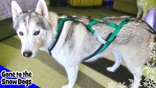 Best Harness for Dogs | Best Harness for Huskies and Working Dogs