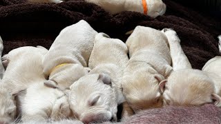 Puppy Cam LIVESTREAM  11 Day old Lab Puppies - SO CUTE PART 3 cutepuppies puppyvideos labrador
