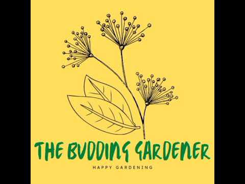 Plants can provide you the Aesthetic pleasures | #happy gardening | The Budding Gardener
