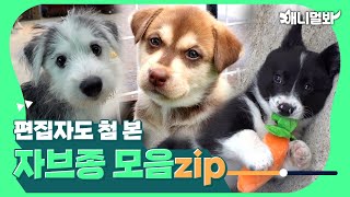 말스키, 쿠앤크 웰시코기…알래스칸 리트리버?😮 꼬물이 자브종 모음_zipㅣMixed Munchkins Compilation