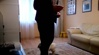 Голд Ретривер.Щенок в доме.Что нужно знать? 2 часть. Голд Ретривер.Щенок в доме.Что нужно знать? 2 часть.
