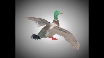 Duck rigged pbr 3d model