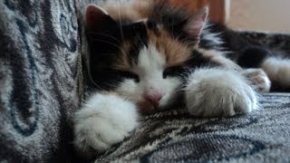 Cat Purring Sound To Help You Sleep 8 Hours  Comforting Sounds for Sleeping  Relaxation