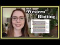 Western Blotting  |  Beginner Data Interpretation Tutorial & Step-by-Step Protocol Explained