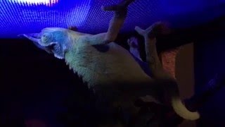 Jackson's Chameleon: 60W NOCTURNAL HEAT SOURCE!