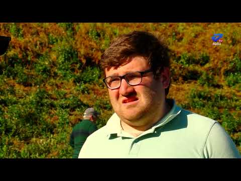 ვანის რაიონში მდებარე ჩაის პლანტაციას რეაბილიტაცია უტარდება