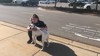 Elvis | 2 year old Terrier Mix | Off Leash k9 Training by Shannon Ruland 7 views 4 years ago 7 minutes, 48 seconds