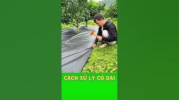 Cách xử lý cỏ thân thiện với môi trường