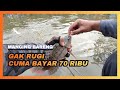 mancing bareng kolam ikan nila ternyata ganas banget strikenya, cuma bayar 70 ribu #mancingbareng