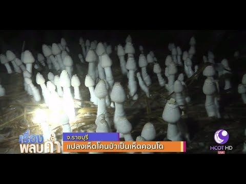 สำเร็จ! แปลงเห็ดโคนป่าเป็นเห็ดคอนโด จ.ราชบุรี พร้อมจดลิขสิทธิ์