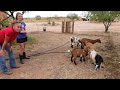 GOATS VS ELECTRIC FENCE
