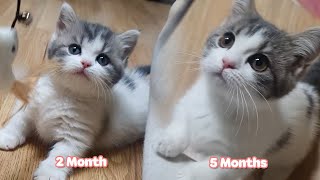 Munchkin Cat's Three Months of Growth