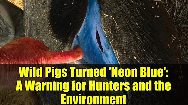 Wild Pigs Turned 'Neon Blue': A Warning for Hunters and the Environment