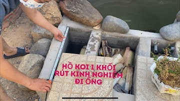 HỒ CÁ KOI 1 KHỐI / RÚT KINH NGHIỆM ĐI ỐNG NHỎ /CÁ KOI VLOG TRẦN ĐƯC CƯỜNG