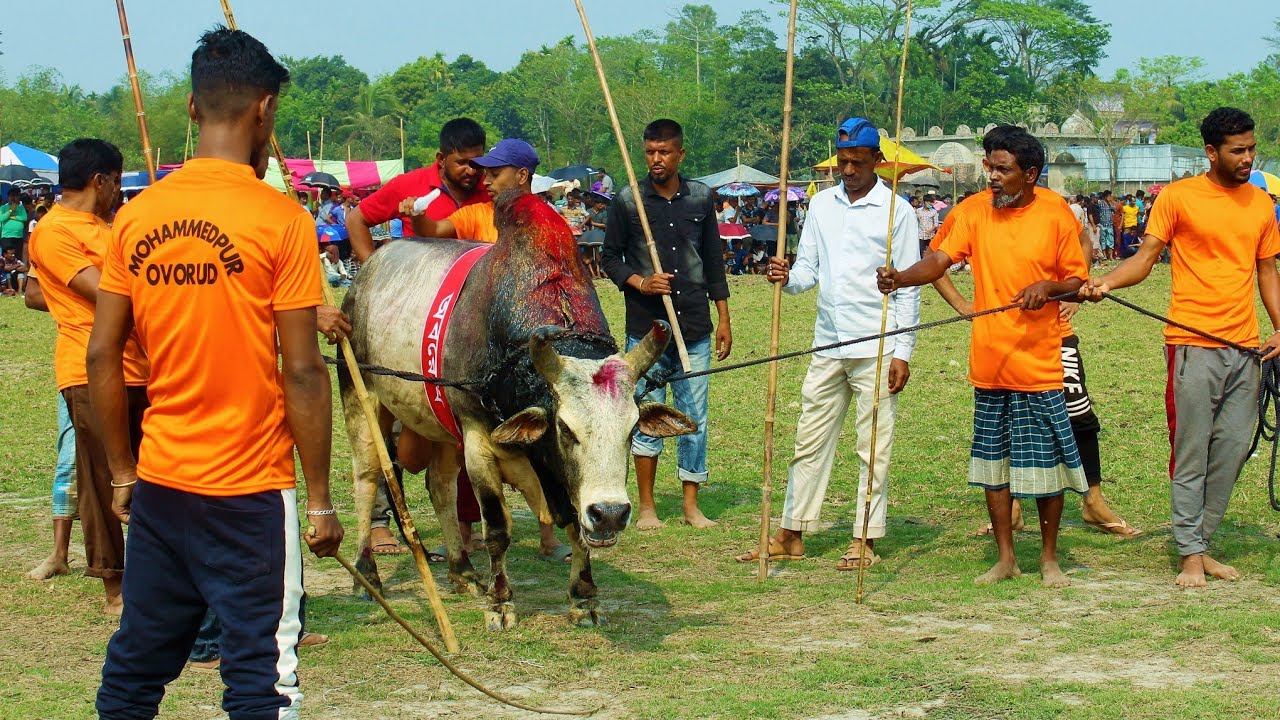 Фестиваль Бичал Майр | Шарпара Нуагав | Джаганнатхпур | силхети бисал майр | Повседневная деревен...