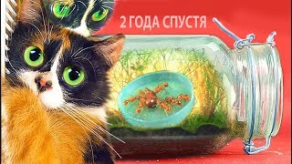 ВЕЧНЫЙ ТЕРРАРИУМ - [2 ГОДА СПУСТЯ]