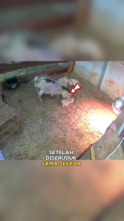 Induk anjing datang karena anaknya diseruduk