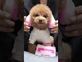 犬にヘッドホン付けるとこうなる #Shorts