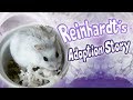 Meet Reinhardt | My Winter White Hamster Adoption Story