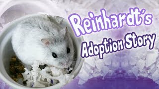 Winter White Hamster Adoption Story! | Meet Reinhardt | Munchie's Place