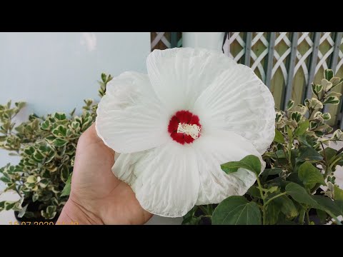 Hoa dâm bụt Nhật Bản ( đường kính hoa trung bình khoảng 20 cm)