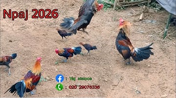 30/06/2025 Noob Qaib Daj - Qaib Tuaj Zoo