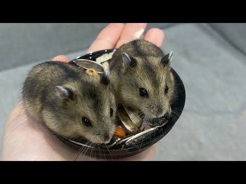 บ้านแฮมเตอร์ หลังใหม่ ใหญ่กว่าเดิม 🐹Hamster House