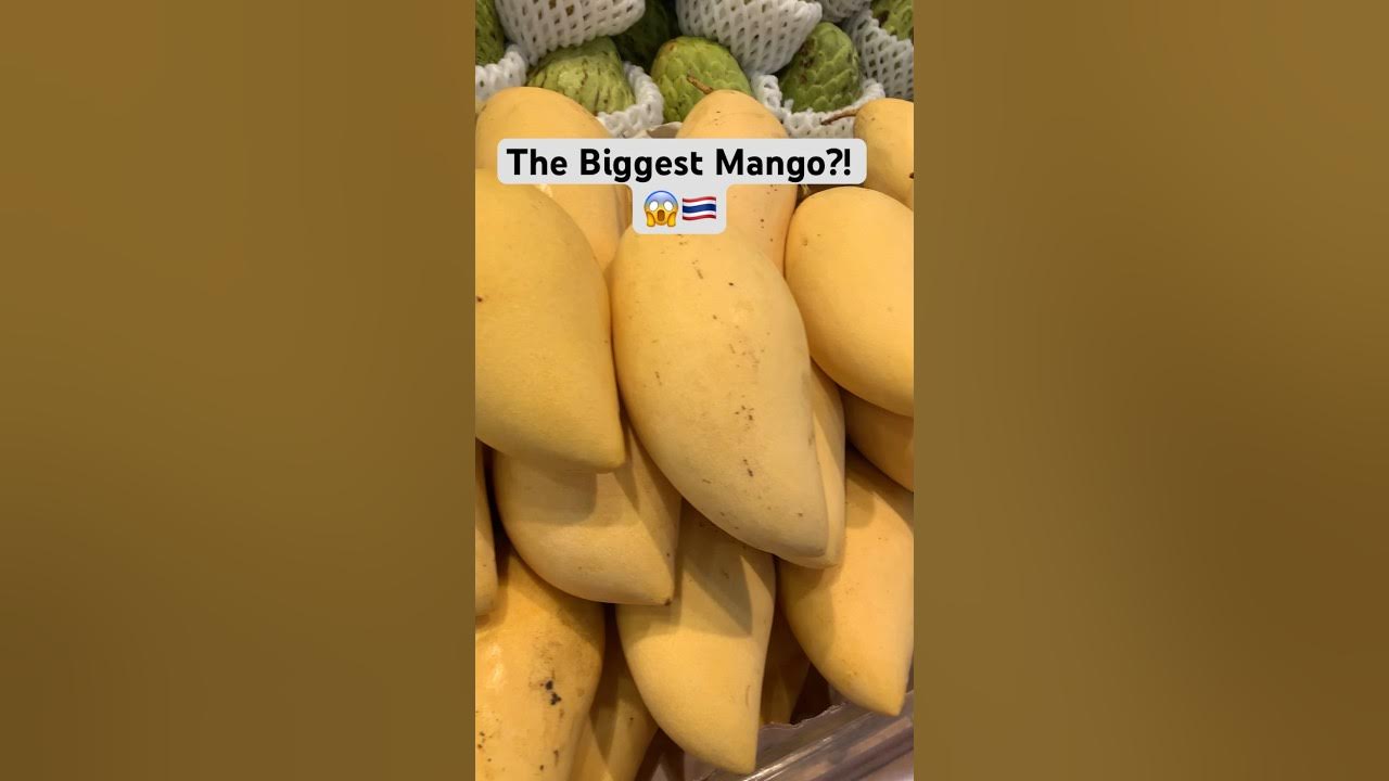 IS THIS THE BIGGEST MANGO IN THE WORLD shortsvideo shorts is-this-the-biggest-mango-in-the-world-shortsvideo-shorts