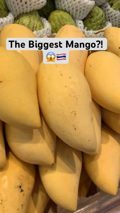 IS THIS THE BIGGEST MANGO IN THE WORLD shortsvideo shorts is-this-the-biggest-mango-in-the-world-shortsvideo-shorts