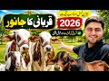 Qurbani Ka Janwar Le Lia 🥰(2026)