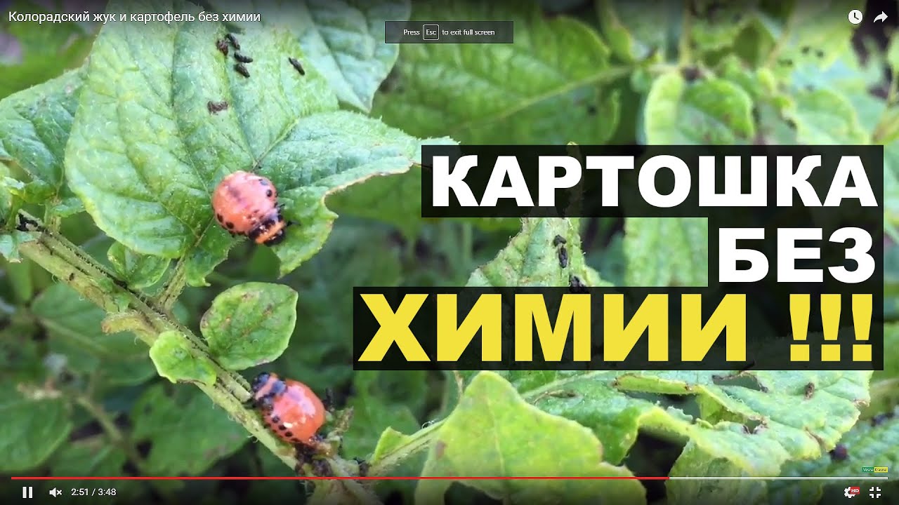 Как уничтожить колорадского жука без химии Как уничтожить колорадского жука без химии