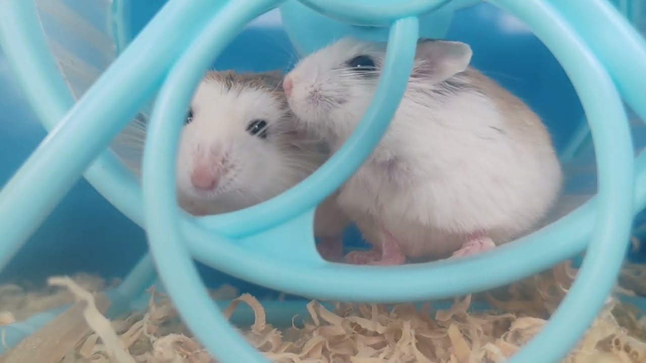 Roborovski Hamster Playing in a Wheel 