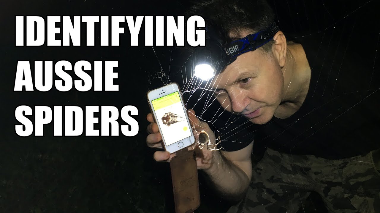 video editing software free Minibeast Wildlife's Spidentify app (SBS video)