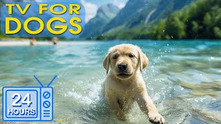 24 HOURS of Deep Sleep Relaxing Dog Music: Separation Anxiety Music for Dog Relaxation #2