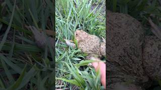 A girl chases a bullfrog. #frog #nature #tinyfrogs #froglets #amazingfrog #bullfrog #glassfrog